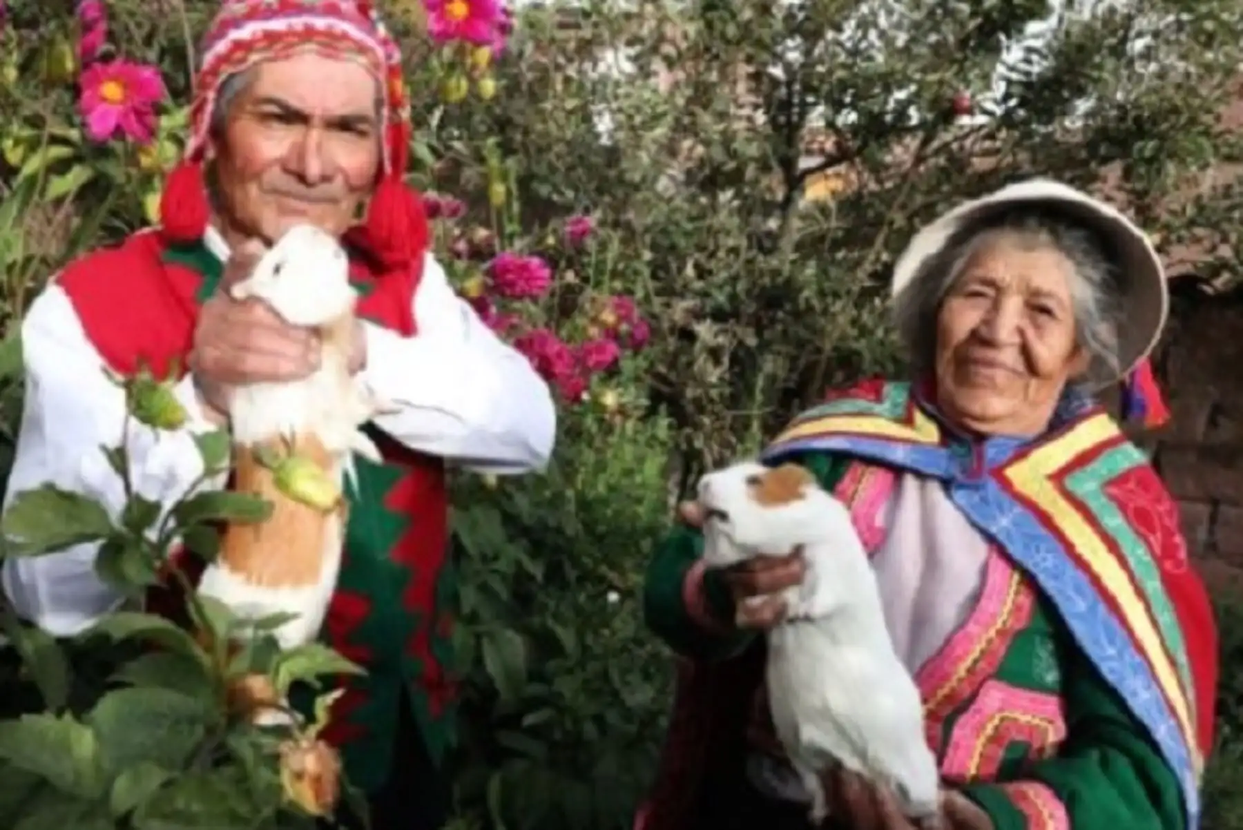 Los usuarios del programa social Pensión 65, Fernando Hancco Yépez, de 73 años de edad, y su esposa Elena Sandoval Pillco, de 72, afrontan el otoño de la vida guerreando con las armas de un emprendimiento productivo de crianza y venta de cuyes, que mantiene activos sus cuerpos, les provee de alimento y, además, les genera necesarios ingresos económicos.