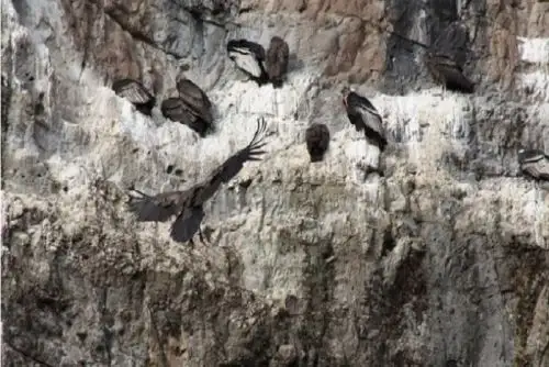 A los últimos hallazgos de avistamiento del cóndor andino por pescadores artesanales y guardaparques, se suma el involucramiento de profesionales científicos que vienen levantando información sobre esta especie en las comunidades altoandinas.