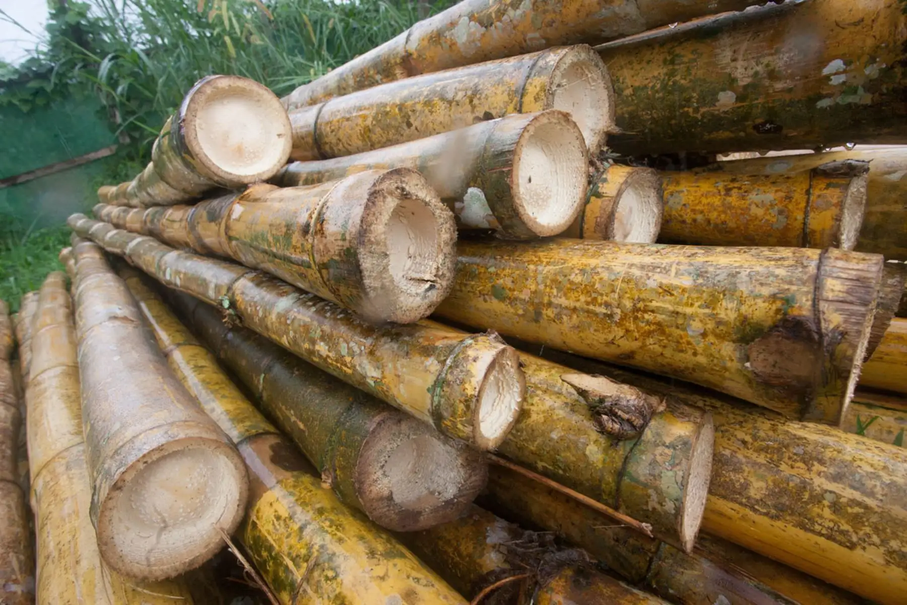 El inventor peruano Hernán Arboccó diseña viviendas seguras frente a un sismo de gran magnitud usando materiales no convencionales como la caña de bambú y material reciclado.
