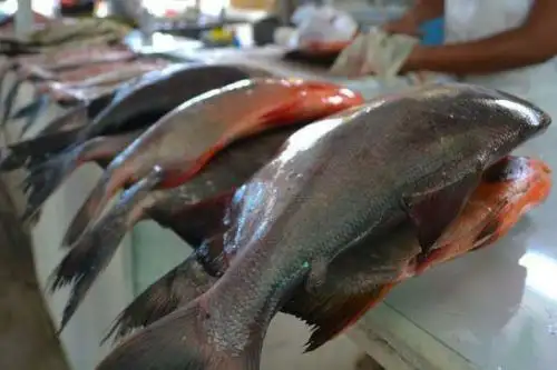 La feria Pescado en tu Barrio funcionará en la esquina de la avenida Ernesto Rivero y el jirón Ica, Puerto Maldonado. Foto: ANDINA/Difusión