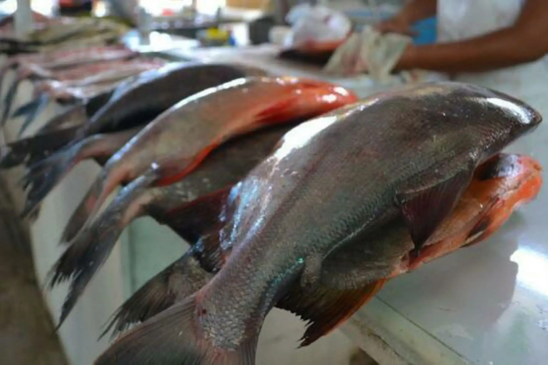 La feria Pescado en tu Barrio funcionará en la esquina de la avenida Ernesto Rivero y el jirón Ica, Puerto Maldonado. Foto: ANDINA/Difusión