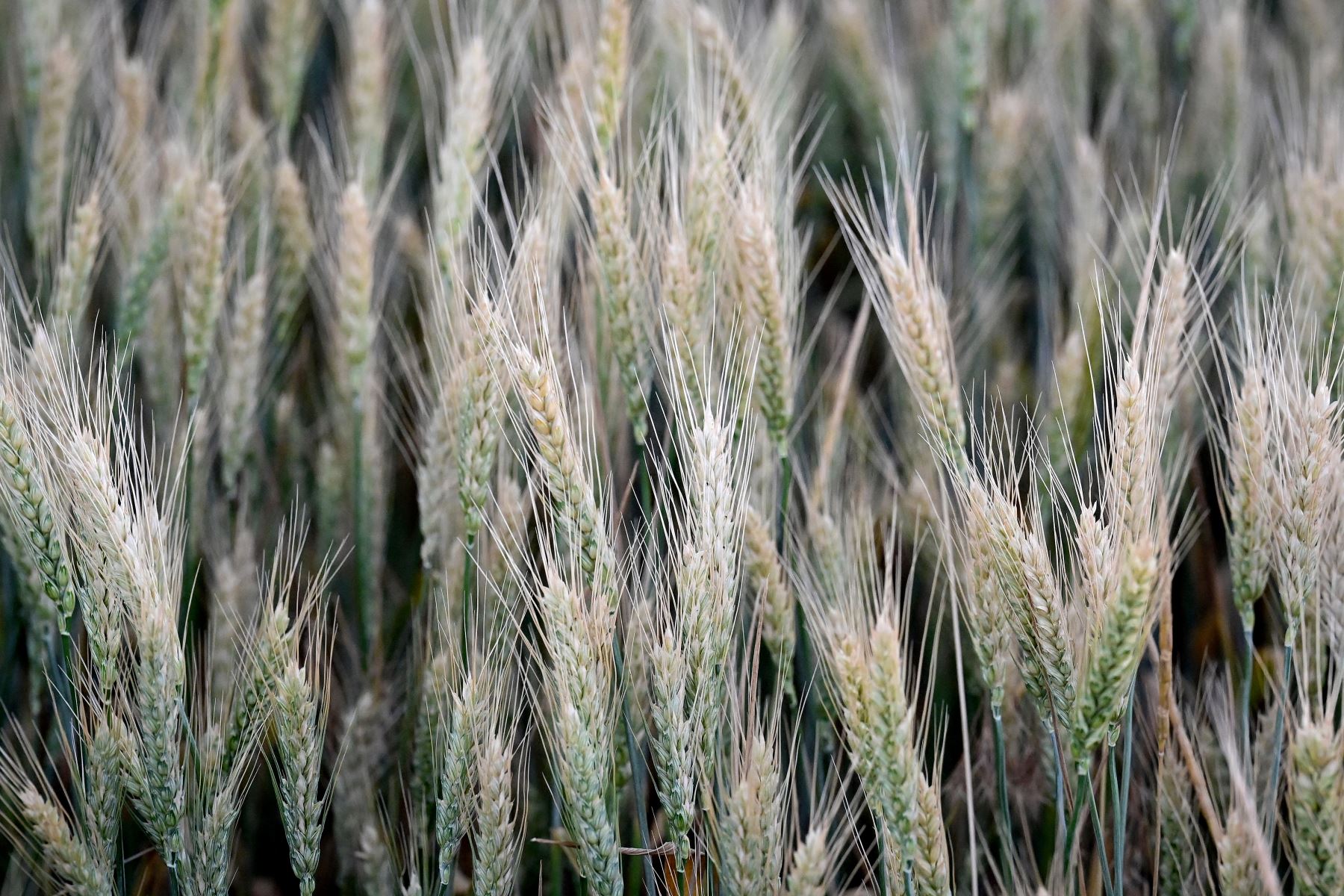 Ucrania es uno de los principales productores de cereales del mundo. Foto: AFP