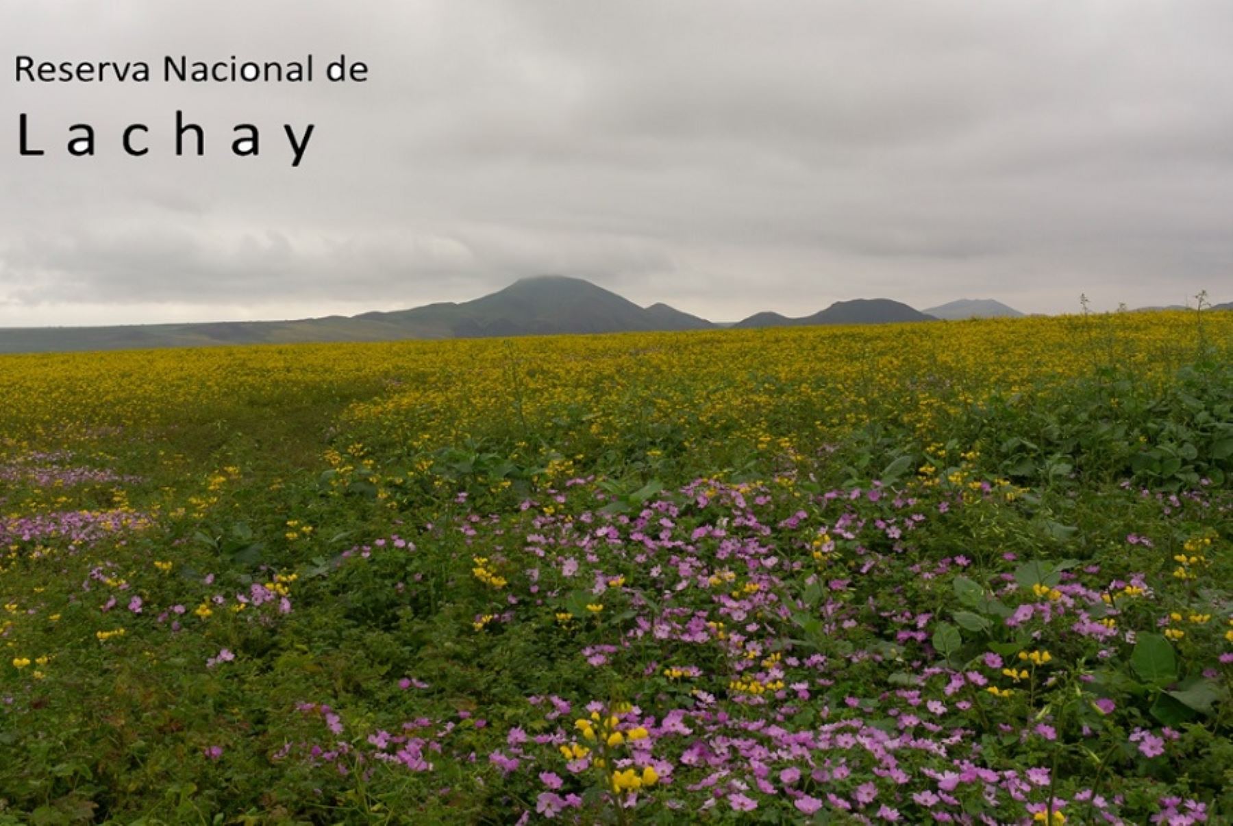 Considerada un pequeño paraíso ubicado a tan solo 105 kilómetros al norte de la ciudad de Lima, en el distrito de Chancay, provincia de Huaura, la Reserva Nacional de Lachay celebra 45 años como área natural protegida que preserva la singular biodiversidad de las lomas costeras.