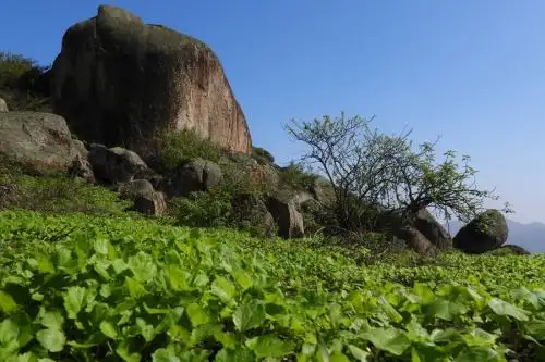 La Reserva Nacional de Lachay, ubicada al norte de Lima, es el emblema de las lomas costeras, un singular ecosistema que preserva una variada riqueza biológica. Foto: ANDINA/difusión.