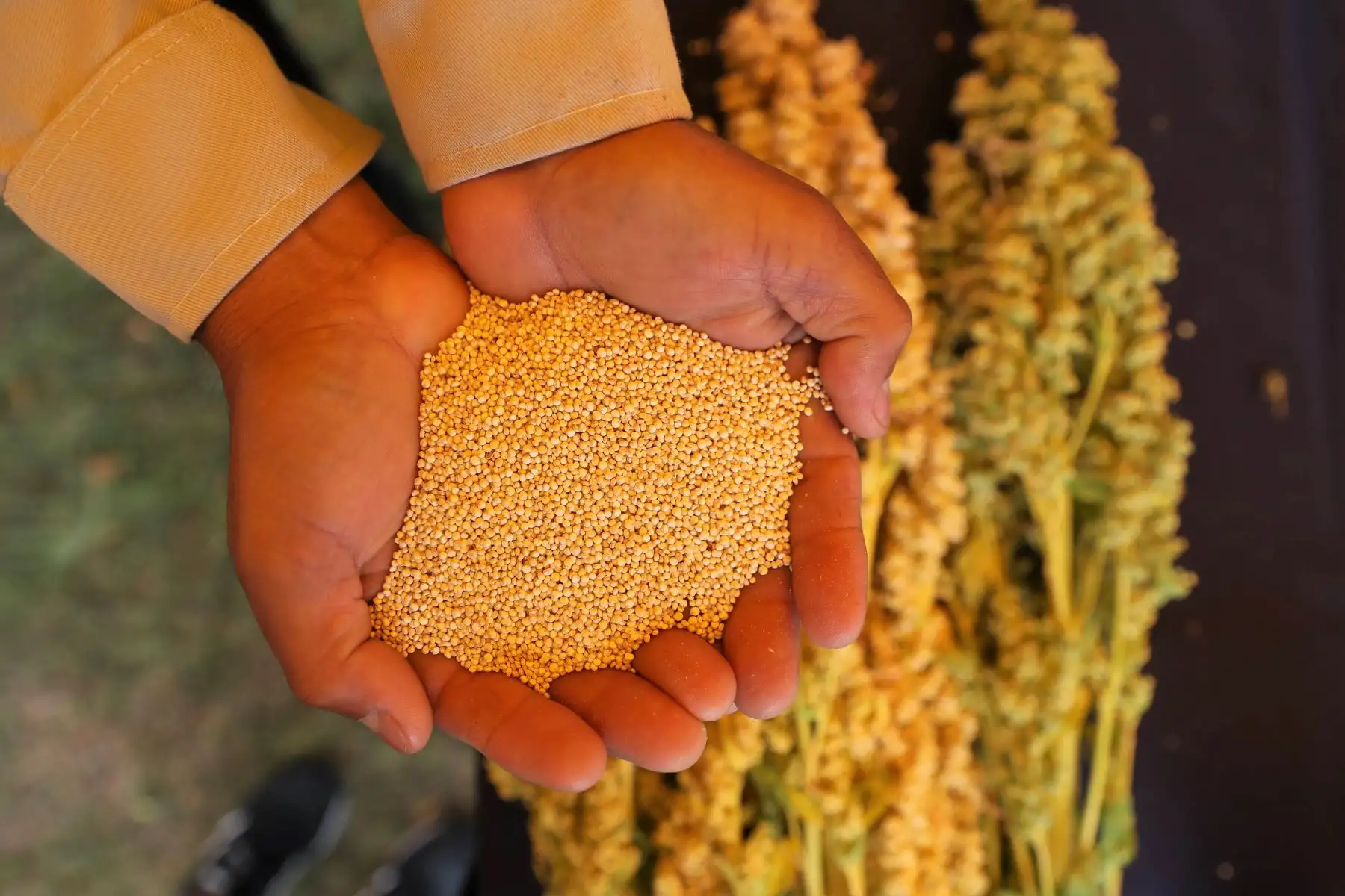 La quinua es uno de los productos peruanos que genera mayor interés entre los consumidores australianos de superfoods.