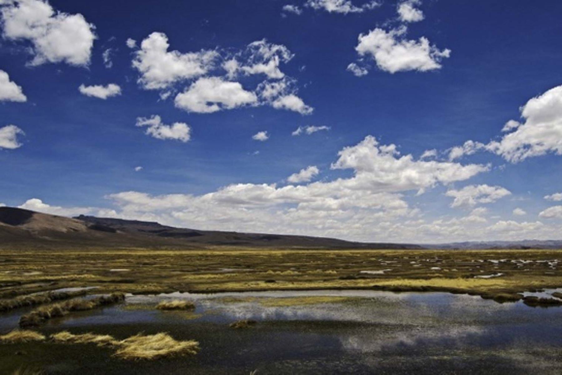 Los bofedales son ecosistemas que regulan, almacenan y filtran agua en las zonas altas de Perú. Foto: Minam ANDINA/difusión.