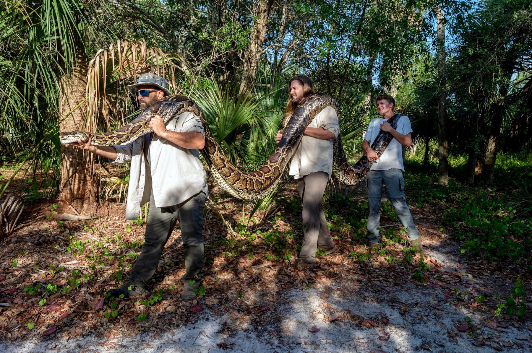 Capturan una pitón de 5,49 metros, la más grande hallada hasta ahora en Florida