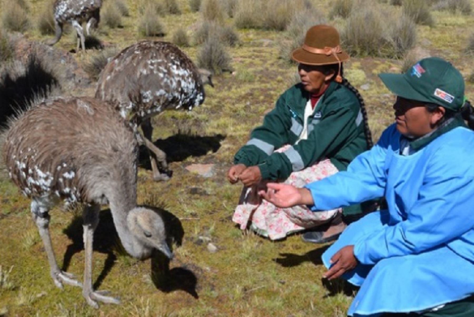 Serfor y Proyecto Especial Lago Titicaca formulan convenio para estudio del Suri en Puno