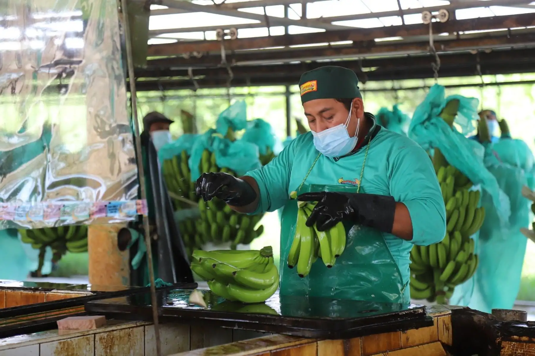 Productor agrario capacitado con el Programa Gestor Logístico del Mincetur. Foto: Cortesía.