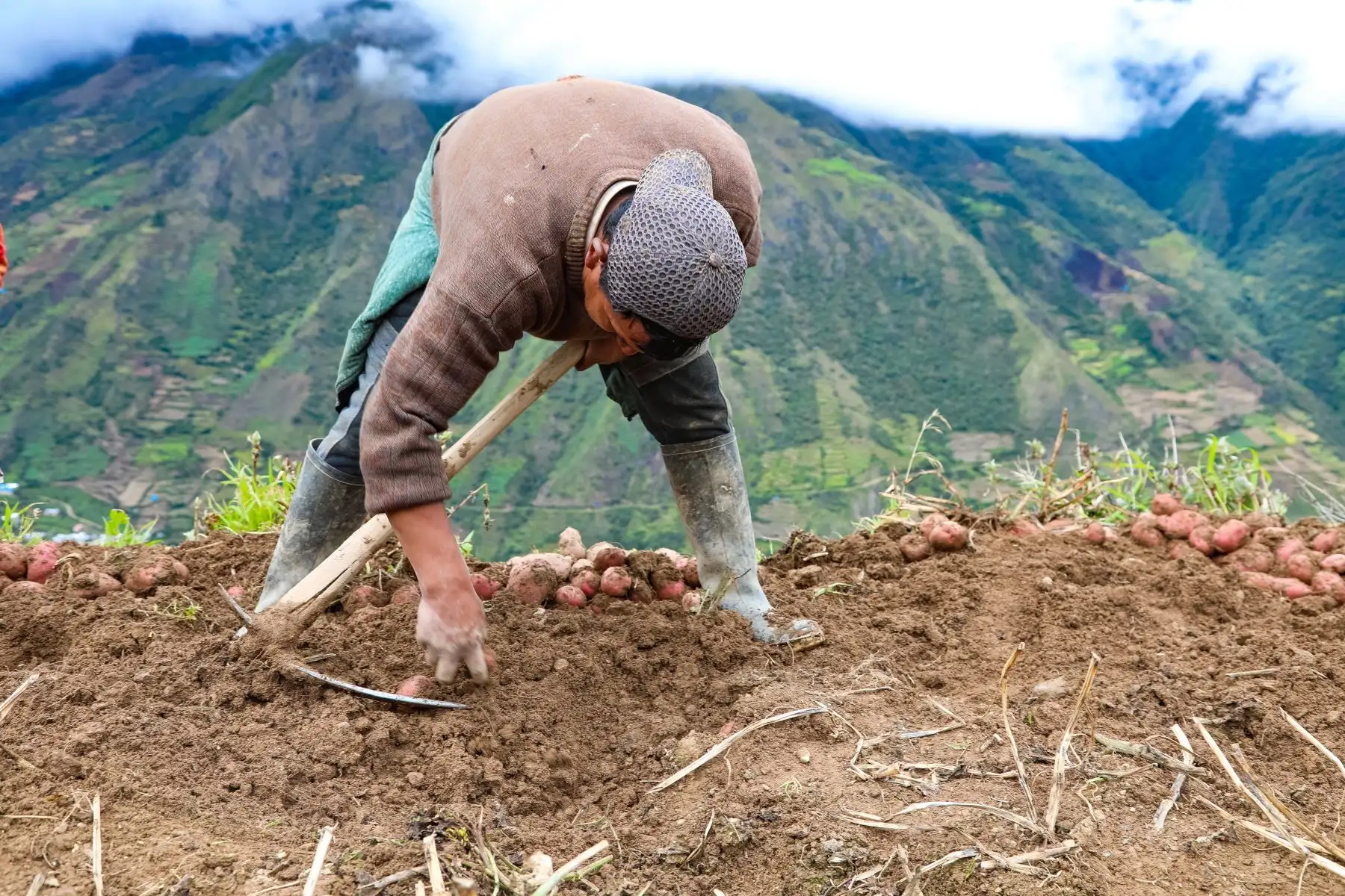 Tarma: mejoran producción a favor de los agricultores de papas nativas.
