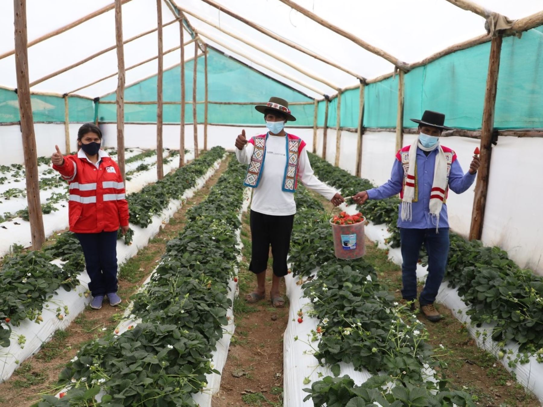 Día del Campesino: Tambos capacitan a 90,000 agricultores para mejorar calidad productiva
