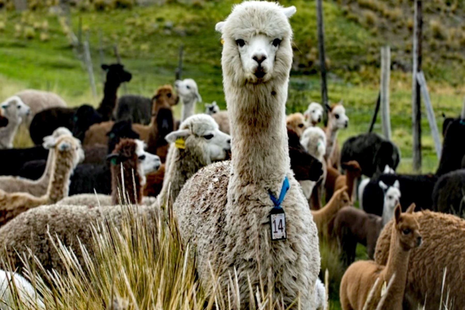 Huancavelica: Sunarp inscribe a gremios de criadores y productores de alpacas y llamas