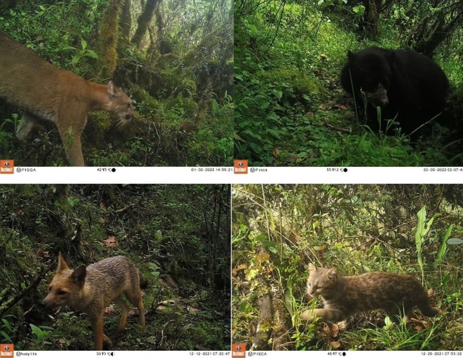 Sernanp resaltó que una diversas de mamíferos silvestres fueron avistamiento en los últimos meses en el Santuario Histórico de Machu Picchu, ubicado en Cusco, que conforma la gran diversidad biológica que posee esa área natural protegida.