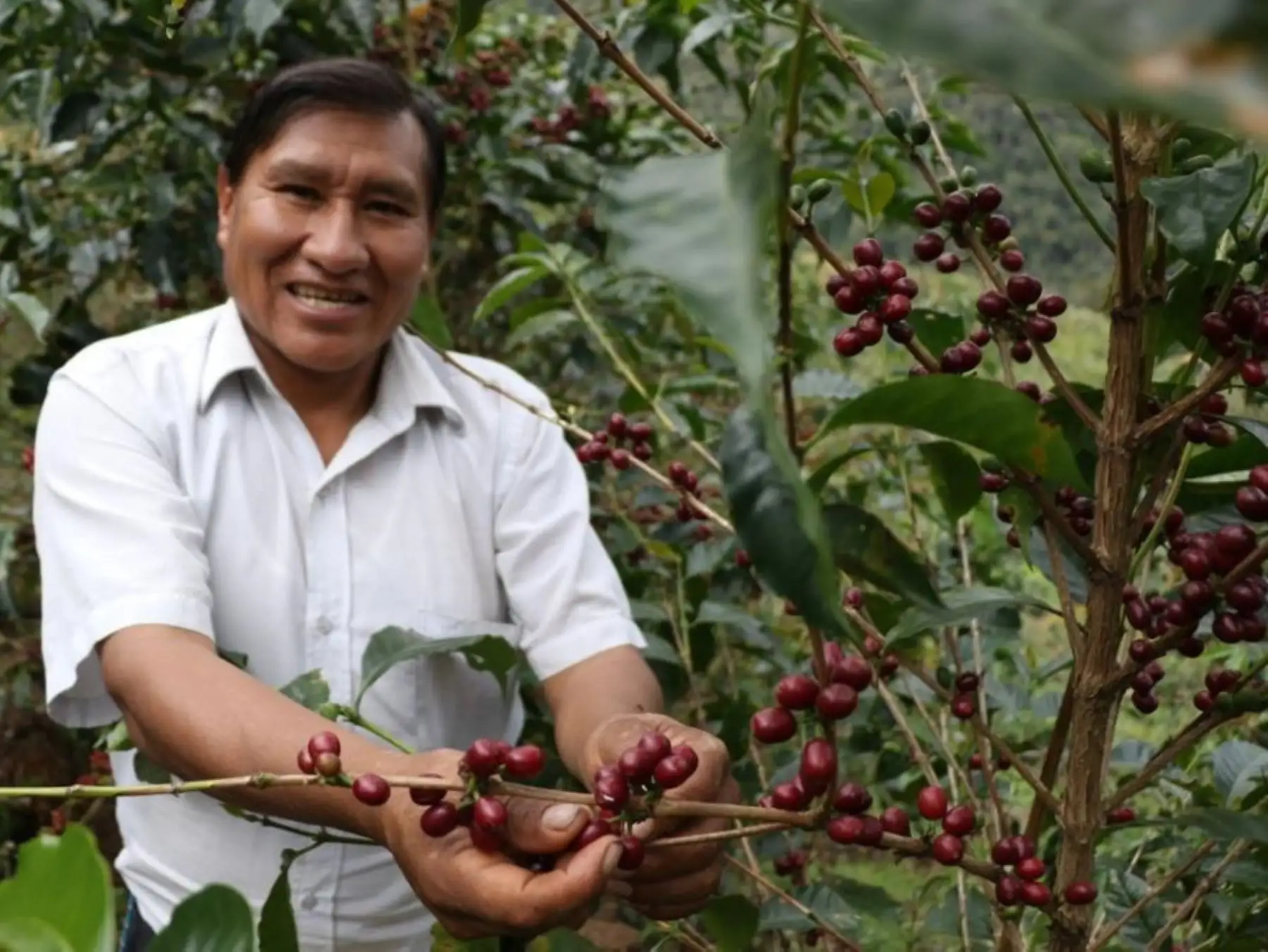 El café de Sandia vuelve a triunfar y se consolida como uno de los mejores del mundo. El galardonado productor puneño Raúl Mamani obtuvo el segundo lugar en un concurso internacional celebrado en Italia. ANDINA/Difusión