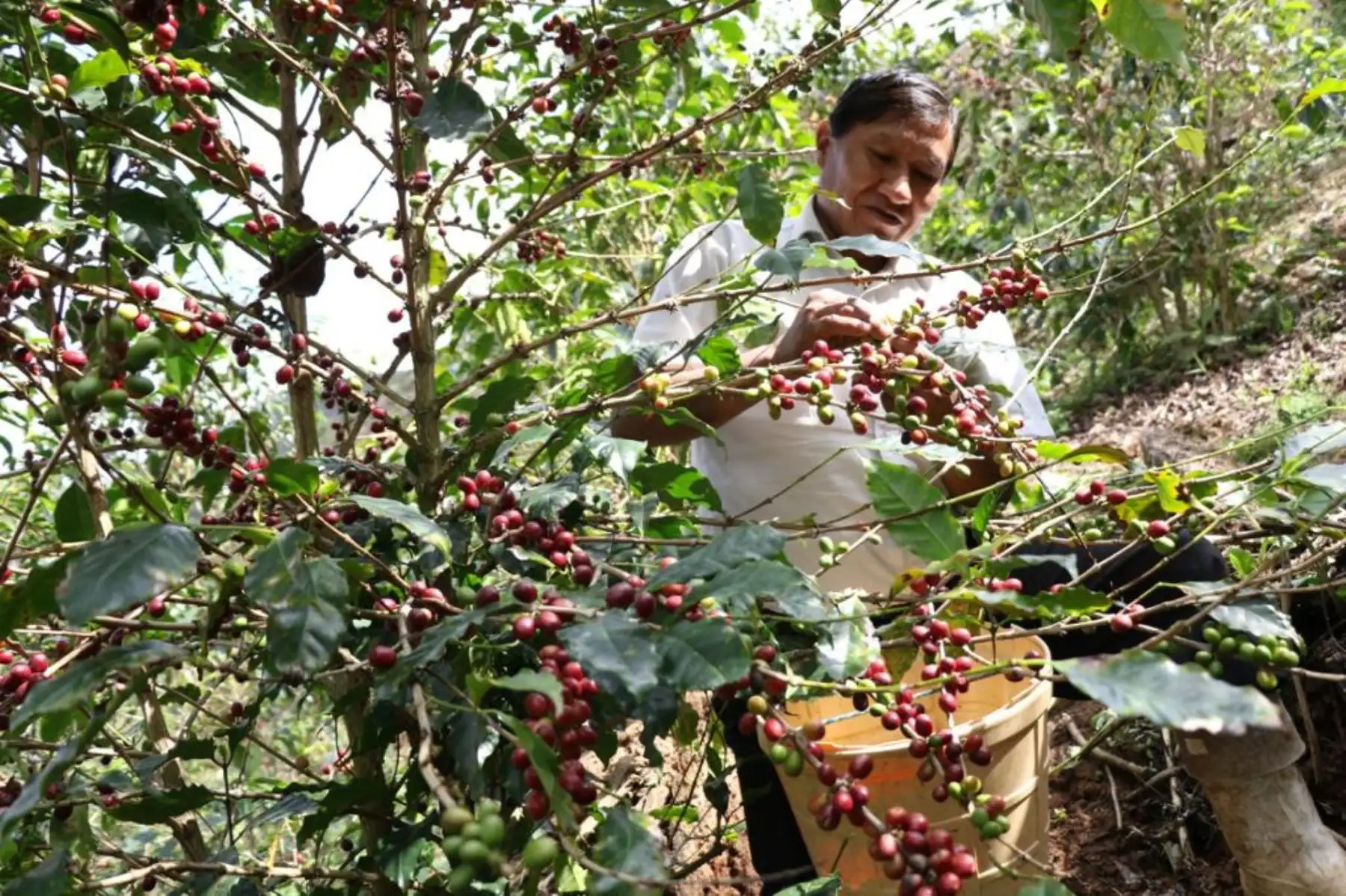 Peru: Coffee exports reach over 50 countries across different continents