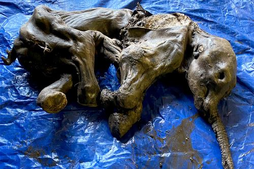 El animal habría muerto hace más de 30.000 años cuando la región estaba repleta de mamuts lanudos, caballos salvajes, leones de las cavernas y bisontes. Foto: AFP