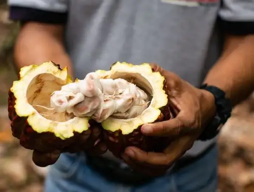 Promperú impulsa la cadena de valor del cacao que se produce en el Vraem para incrementar la oferta exportadora de este superalimento peruano.