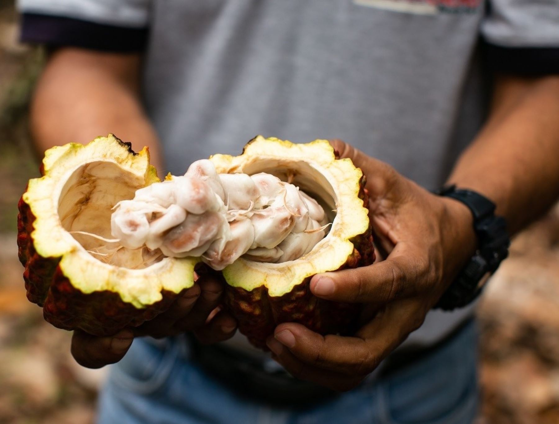 Promperú impulsa la cadena de valor del cacao que se produce en el Vraem para incrementar la oferta exportadora de este superalimento peruano.