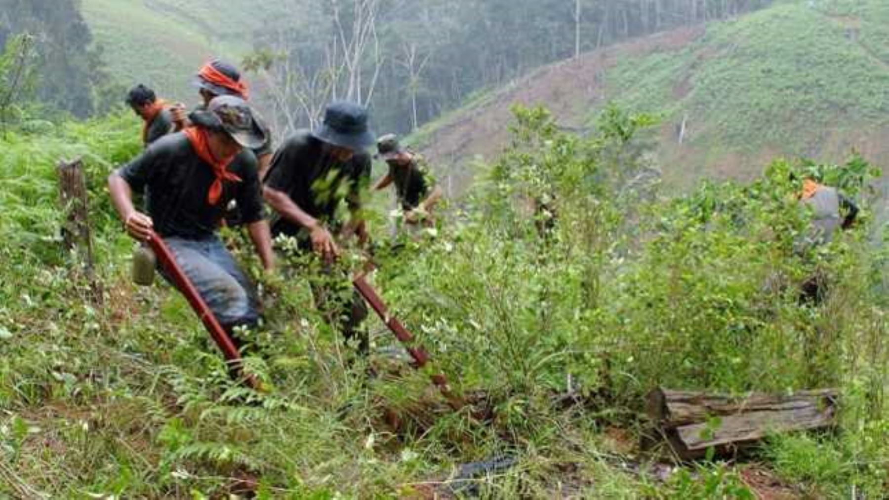 Lucha antidrogas: Mininter erradica más de 10,000 hectáreas de cultivos ilegales de coca