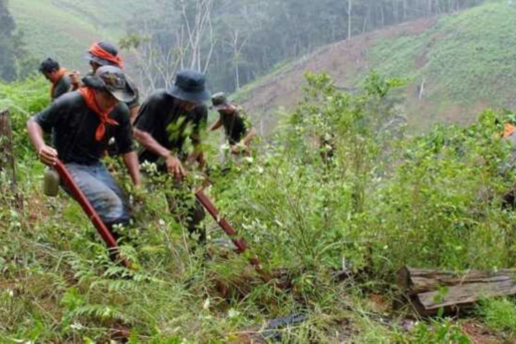 Lucha antidrogas:Mininter erradicó más de 10,000 has de cultivos ilegales de hoja de coca