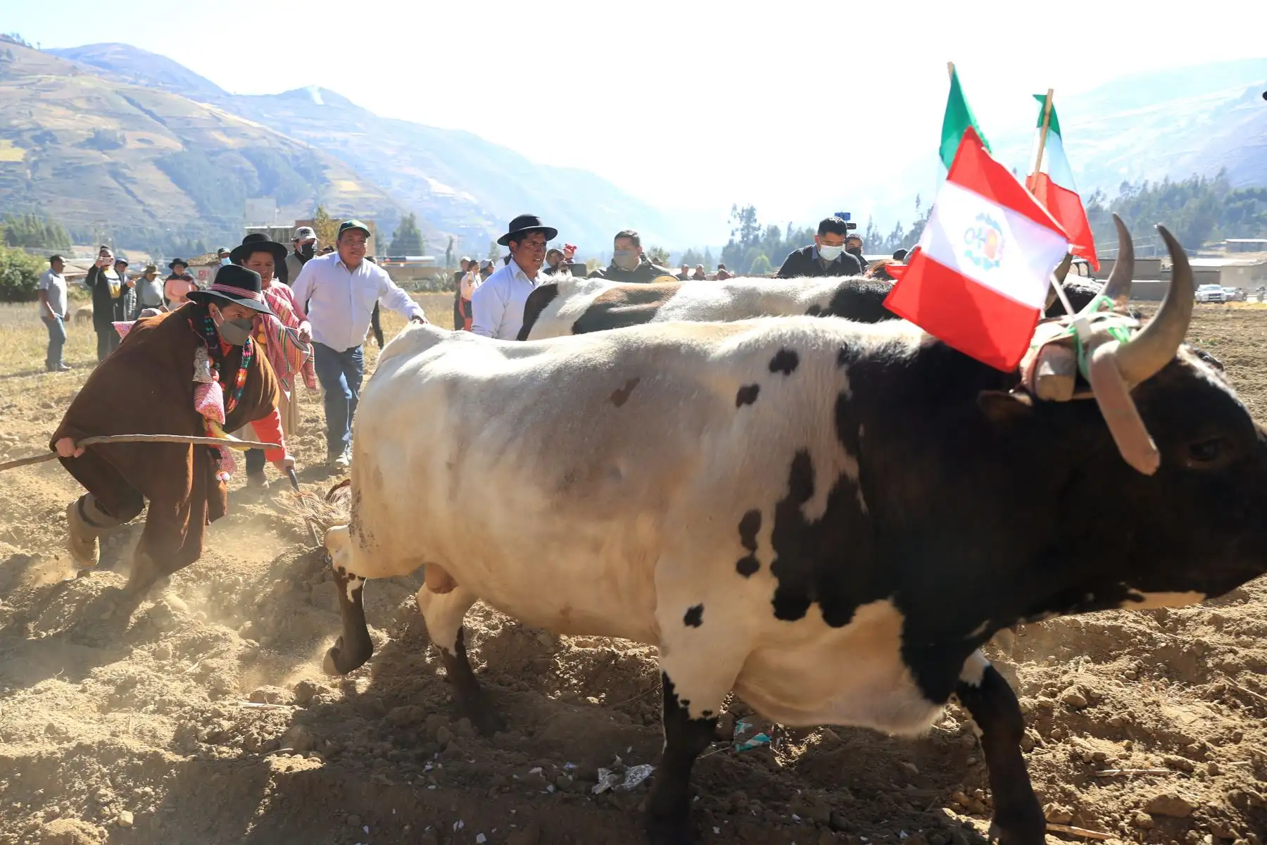 Presidente Pedro Castillo participa en la demostración del arado tradicional en el distrito de Daniel Hernández en Tayacaja. Foto: ANDINA/Prensa Presidencia
