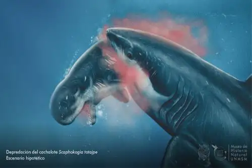 El estudio fue dirigido por el paleontólogo peruano Aldo Benites-Palomino, actual candidato doctoral en la Universidad de Zúrich (Suiza).