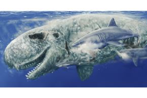 El paleontólogo peruano Aldo Benites-Palomino concluye en que hace 7 millones de años, los tiburones se alimentaban de las narices de los cachalotes. Foto: ANDINA/Aldo Benites-Palomino