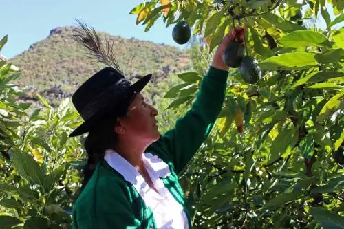 Conoce cómo se producen las paltas orgánicas en la región Apurímac y que llegan directamente a los consumidores de Lima y otras ciudades gracias al aplicativo Kusikuy. EFE