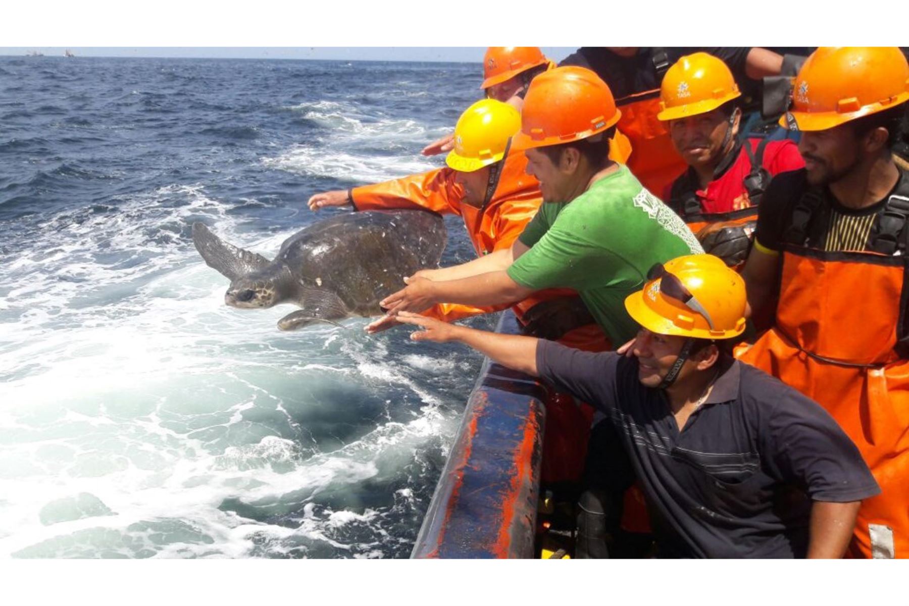 Iniciativa logra salvar vida de 55,000 animales marinos atrapados durante faenas de pesca