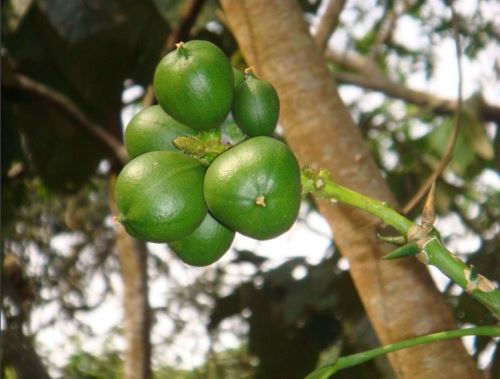 Conoce al metohuayo, un fruto amazónico con gran potencial económico por su uso multidiverso que es sensación en la Selva Central. ANDINA/Difusión