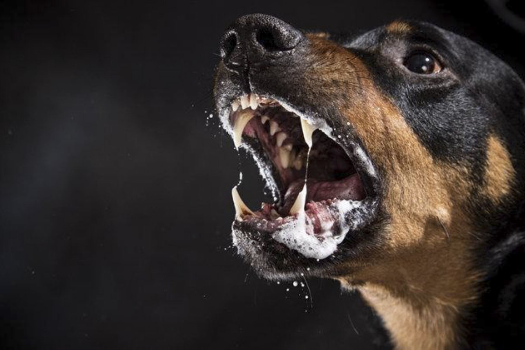 La rabia es una enfermedad viral que se transmite a través de la mordedura, rasguño o saliva de animales, comúnmente de los perros, y que de no ser tratada a tiempo puede causar la muerte. Foto: INTERNET/Medios
