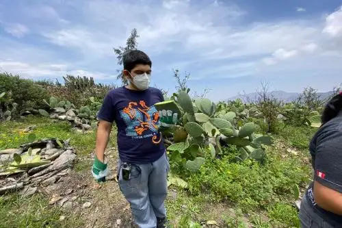 El proceso para la obtención de este material vegano es ecoamigable, no genera contaminantes de otros productos que intervienen en la cadena y representa un significativo ahorro de agua.