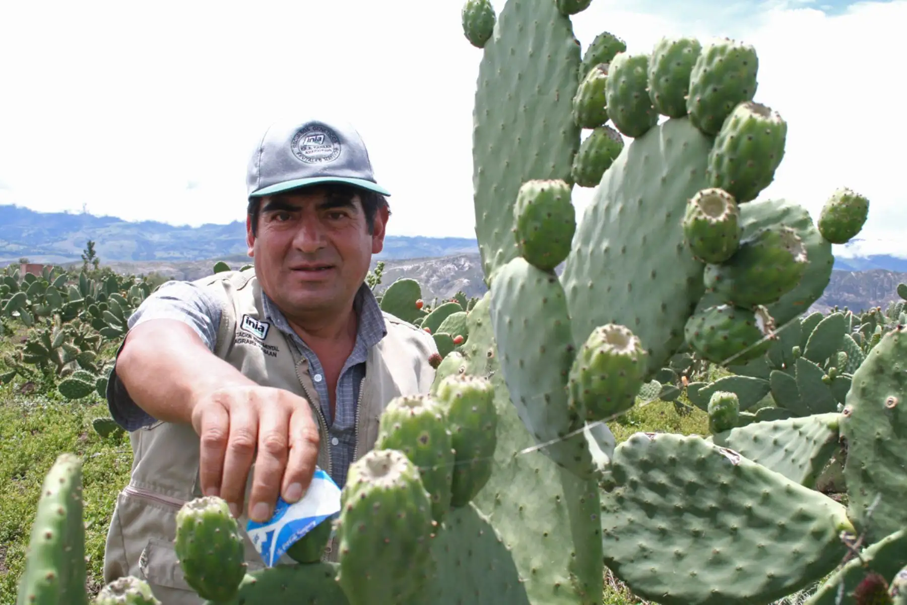El proceso para la obtención de este material vegano es ecoamigable, no genera contaminantes de otros productos que intervienen en la cadena y representa un significativo ahorro de agua.