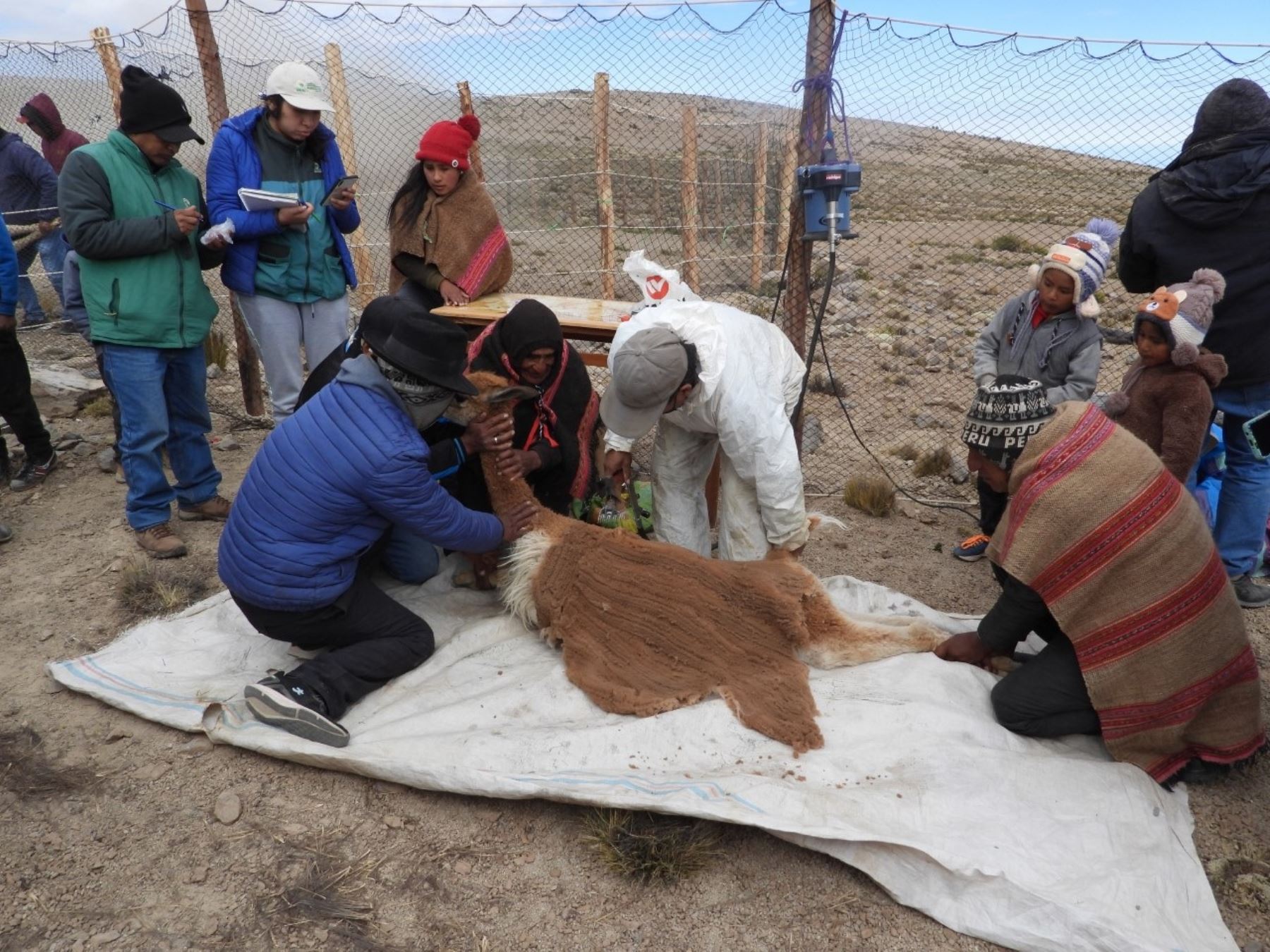 Pobladores de la comunidad campesina de Tauripampa, provincia de Yauyos, organizaron un chaccu, esquilaron a 250 vicuñas y obtuvieron 100 sacos de la cotizada fibra. ANDINA/Difusión