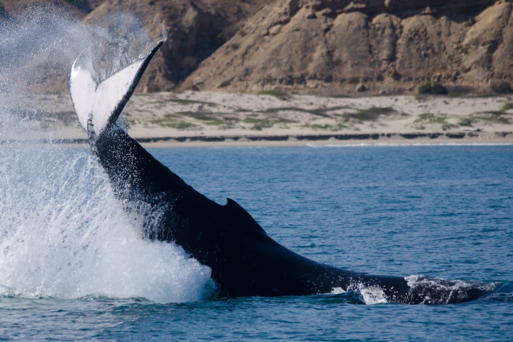 Avistamiento de ballenas: un suceso que podrás apreciar en las regiones Tumbes y Piura.