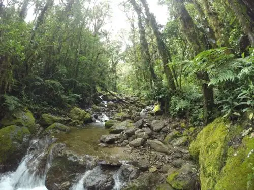 En Pasco, el proyecto financiado por Concytec propone el diseño de un parque temático como herramienta innovadora para impulsar la educación y el turismo en la Reserva de Biósfera Oxapampa-Asháninka-Yanesha,. ANDINA/Difusión