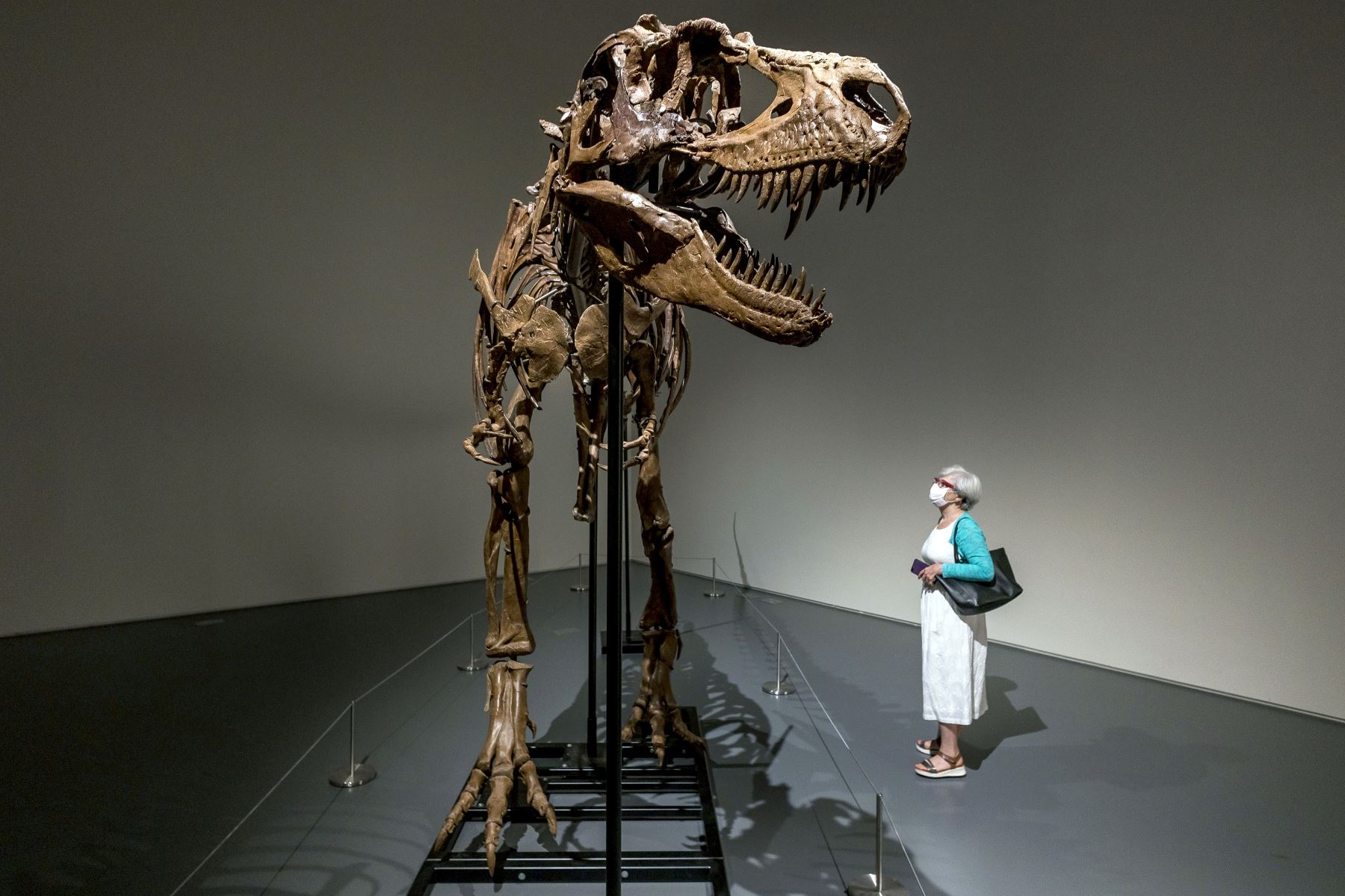 El esqueleto estará expuesto al público desde el 21 de julio en la galería neoyorquina de Sotheby