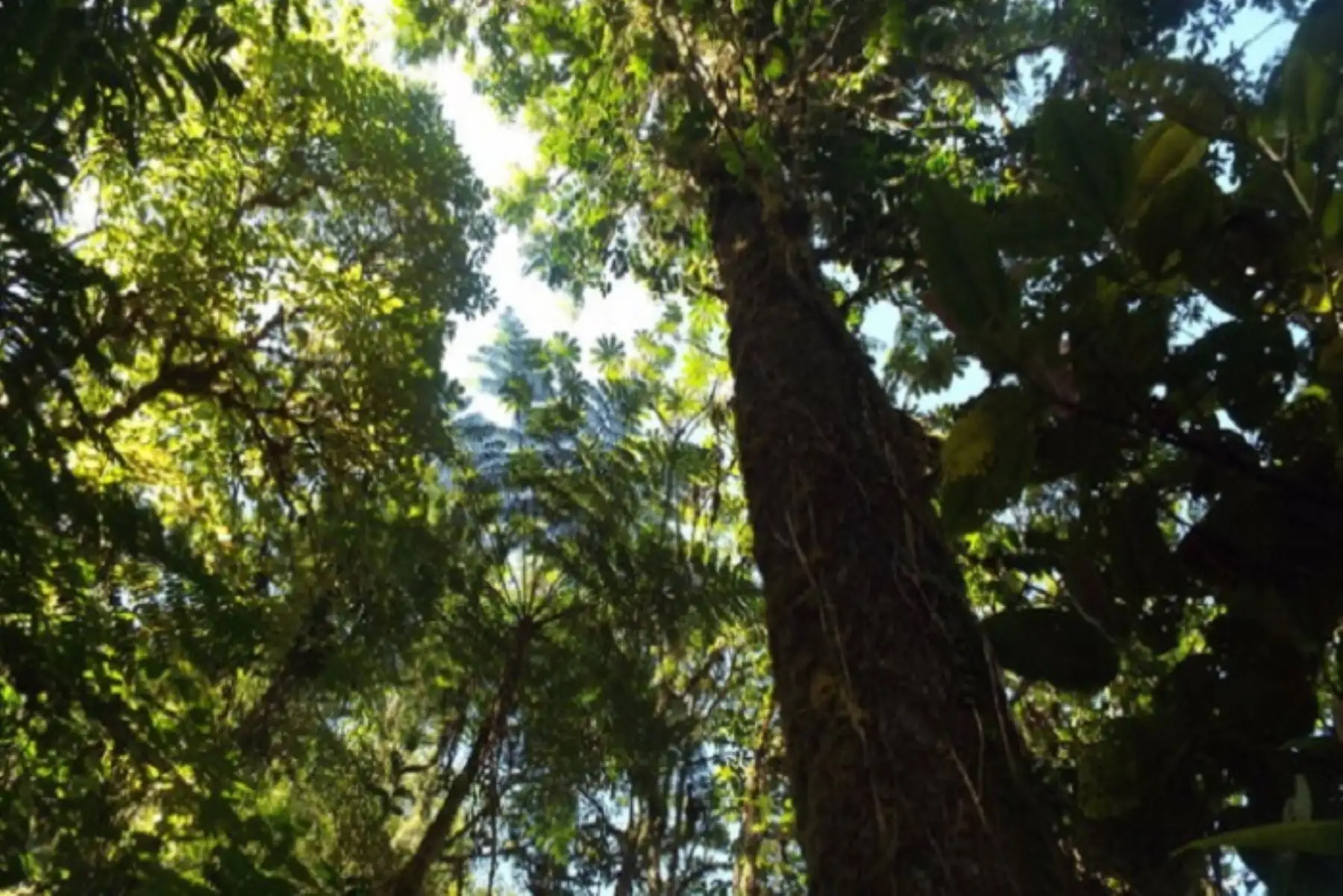 En la primera etapa se verificaron 9 de la 22 propuestas, que incluyen diversos tipos de ecosistemas forestales en buen estado de conservación.