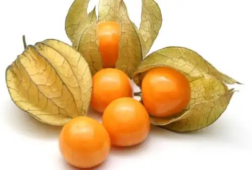 Las vitaminas A, B y C que concentra el aguaymanto brindan al cuerpo humano una importante barrera de defensa del organismo contra infecciones de todo tipo, especialmente las respiratorias.