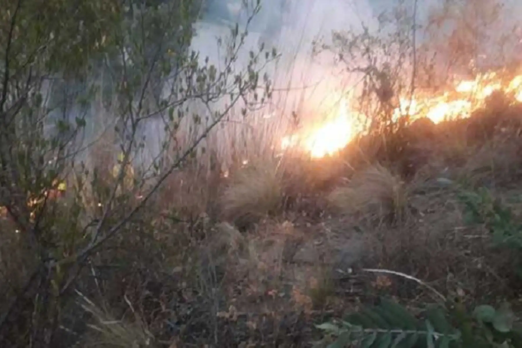 En el 2021 se reportaron más de 40,524 hectáreas pérdidas debido a incendios forestales.