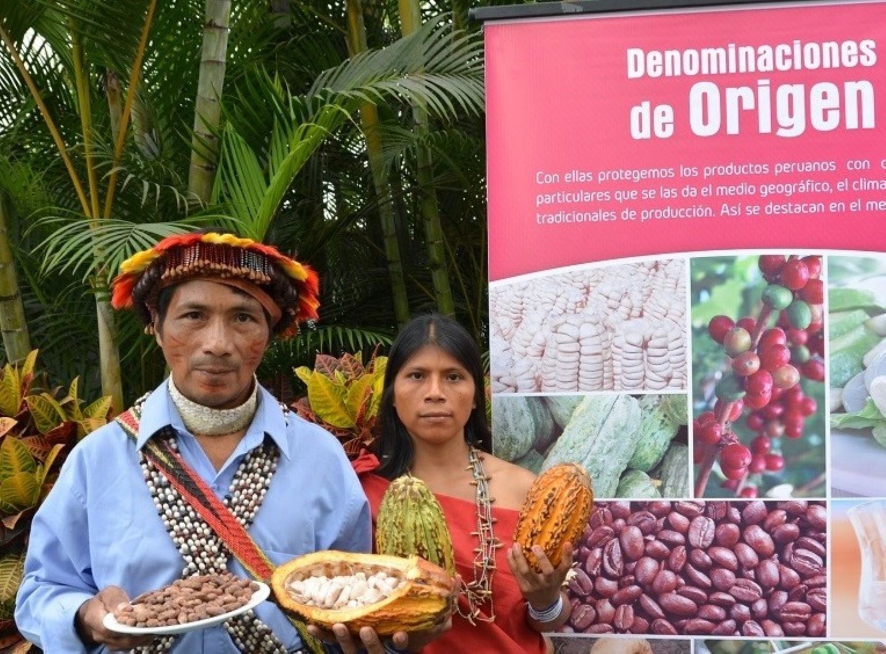 En el Día Mundial del Cacao, Indecopi recordó que más de 1,200 familias de Amazonas se benefician con la denominación de origen "Cacao Amazonas Perú".