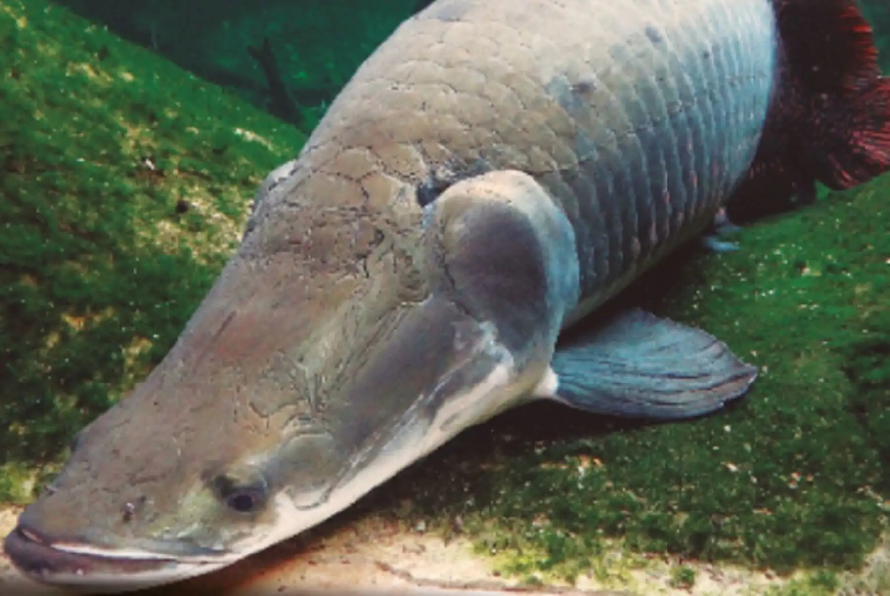 Soberano de los ríos y cochas de la selva peruana, el paiche en su fase adulta puede superar los tres metros de largo y los 200 kilos de peso.