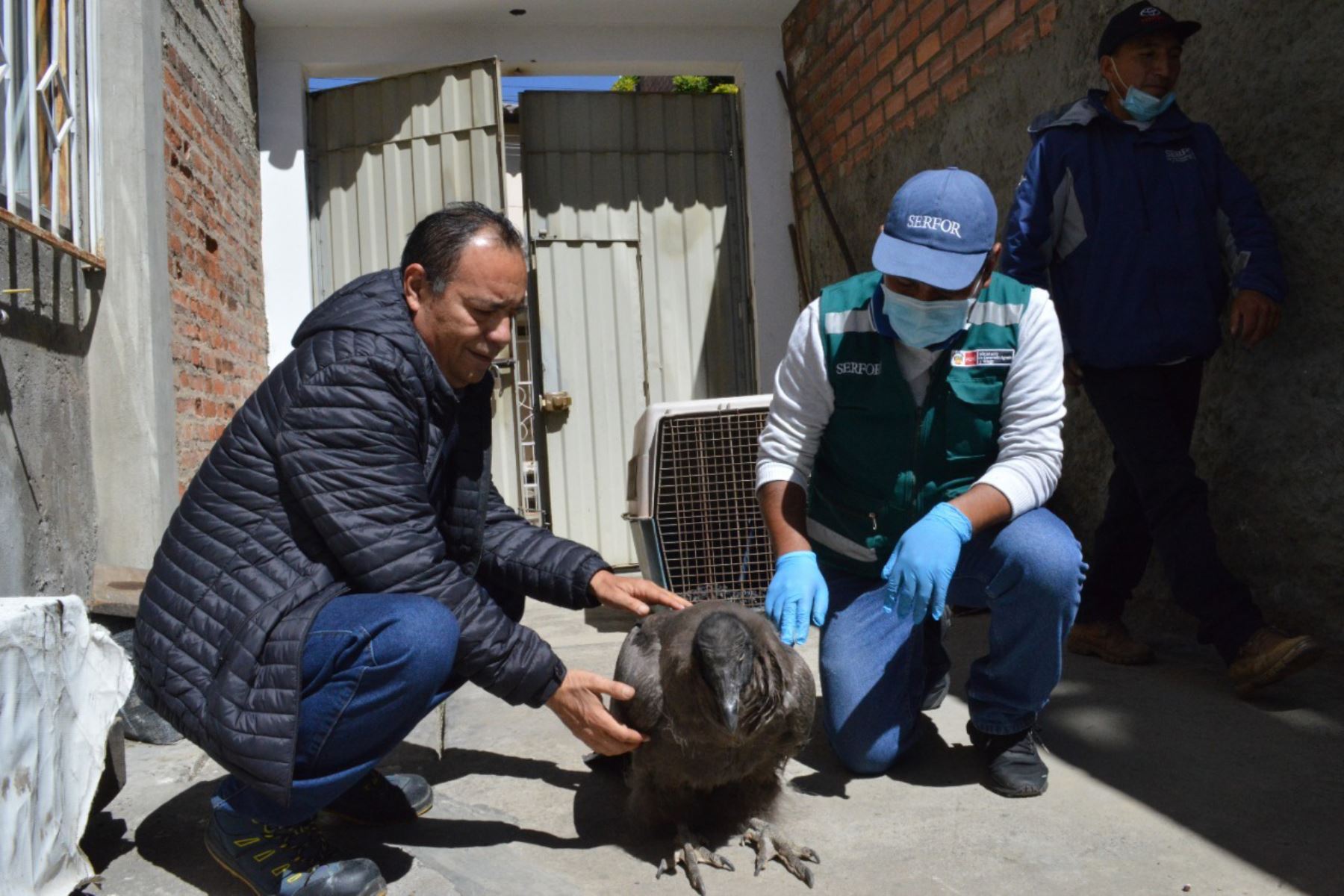 Serfor rescata a polluelo de cóndor andino hallado en estado de desnutrición por pobladores de la comunidad de Puropuro, provincia de Sihuas, región Áncash. ANDINA/Difusión