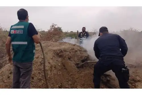 Serfor interviene por tala y carbonización de algarrobos en bosque seco de Pacora.