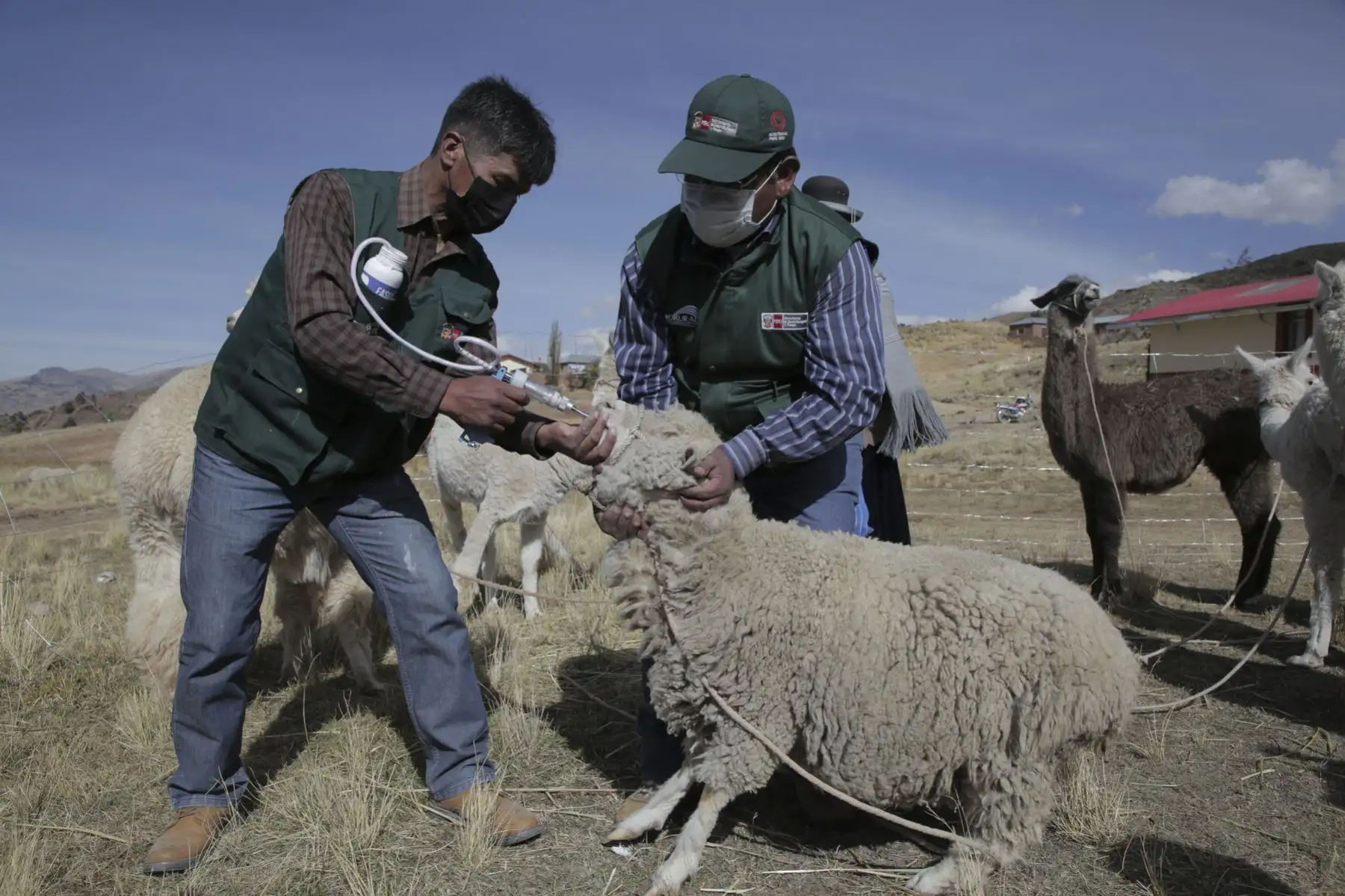 A su vez, el Ministerio de Desarrollo Agrario y Riego realizó una jornada de desparasitación, vía oral, al ganado de los productores pecuarios de la zona, principalmente alpacas. También, se llevó a cabo la administración de golpes vitaminados (dosificación a las cabezas de ganado). Foto: ANDINA/PCM