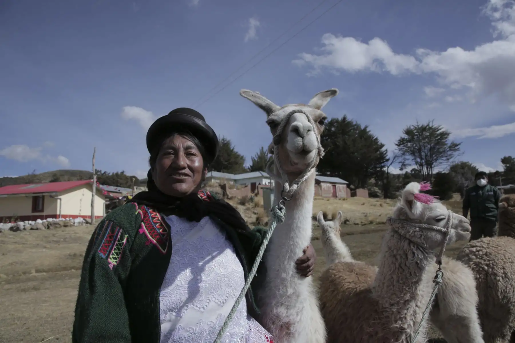 A su vez, el Ministerio de Desarrollo Agrario y Riego realizó una jornada de desparasitación, vía oral, al ganado de los productores pecuarios de la zona, principalmente alpacas. También, se llevó a cabo la administración de golpes vitaminados (dosificación a las cabezas de ganado). Foto: ANDINA/PCM