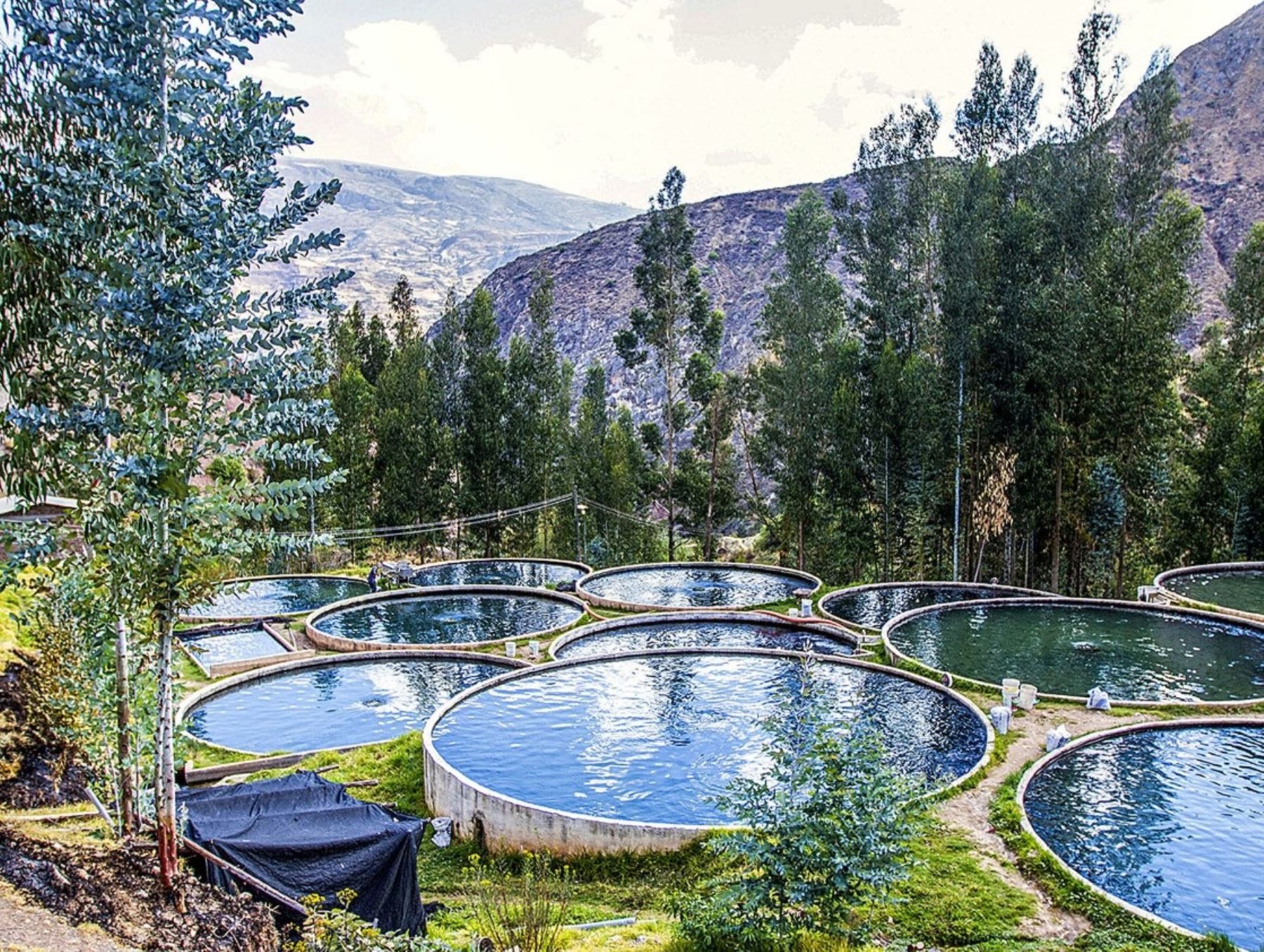 Produce descarta presencia alta de metales pesados en cultivos de trucha que funcionan en la cuenca del río Chillón. Sanipes realizó estudido en la zona afectada por el derrame de cargamento de concentrado de zinc. ANDINA/Difusión