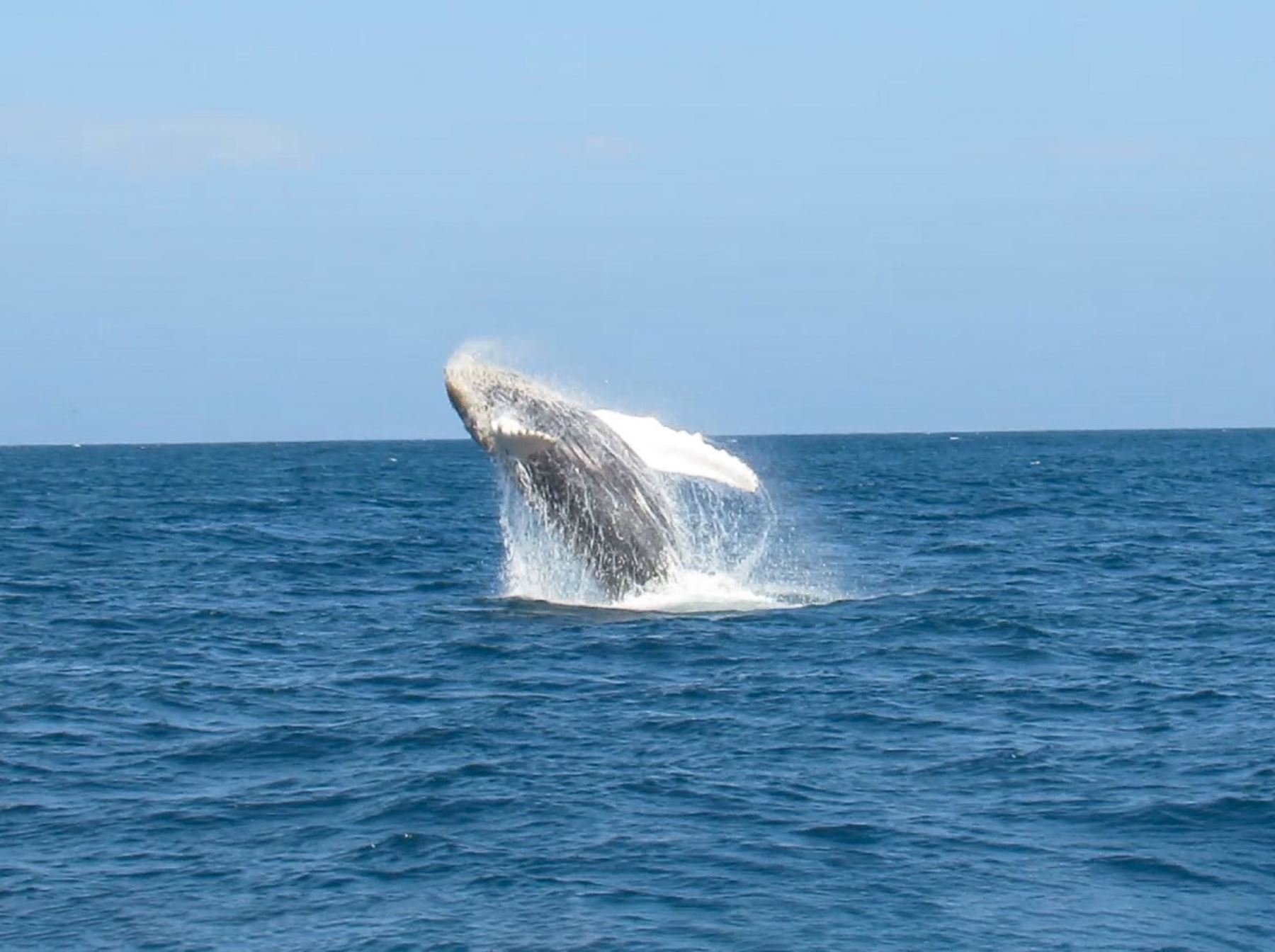 Temporada de avistamiento de ballenas impulsará el turismo en el norte del Perú, destacó el Mincetur. ANDINA/Difusión