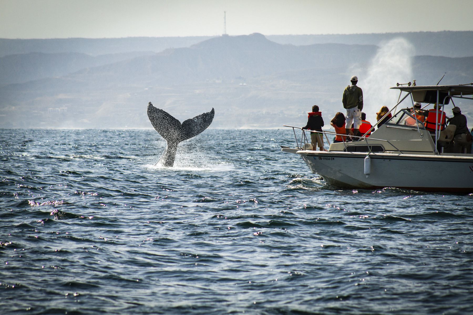 El avistamiento de ballenas es uno de los principales atractivos turísticos de Piura. ANDINA/Difusión