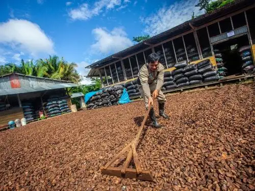 Fondo Agroperú otorgará créditos hasta por un total de  S/ 1.06 millones para pequeños productores forestales y castañeros de Madre de Dios.